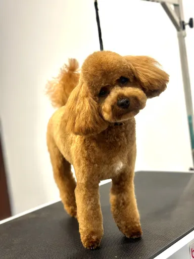 Fryzjer Twoego Pupila